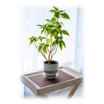 Салфетка на стол 300х450х1, прямоуг, плетен 8х8, кор.(VHM-COTM88304501-br)