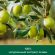 Гель для душа 750 мл, PALMOLIVE НАТУРЭЛЬ "Олива", интенсивное увлажнение, 8850006534182